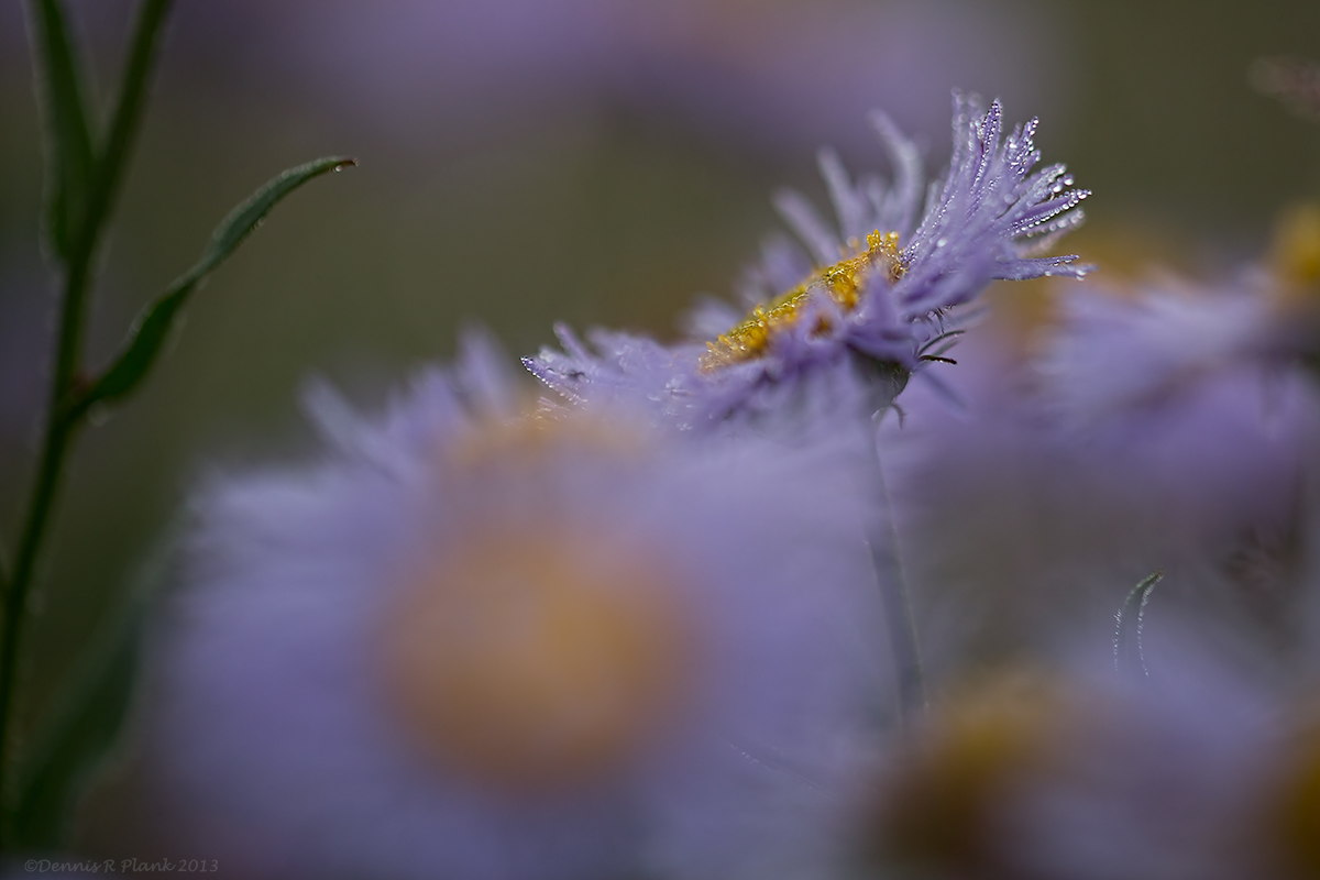 Showy Fleabane