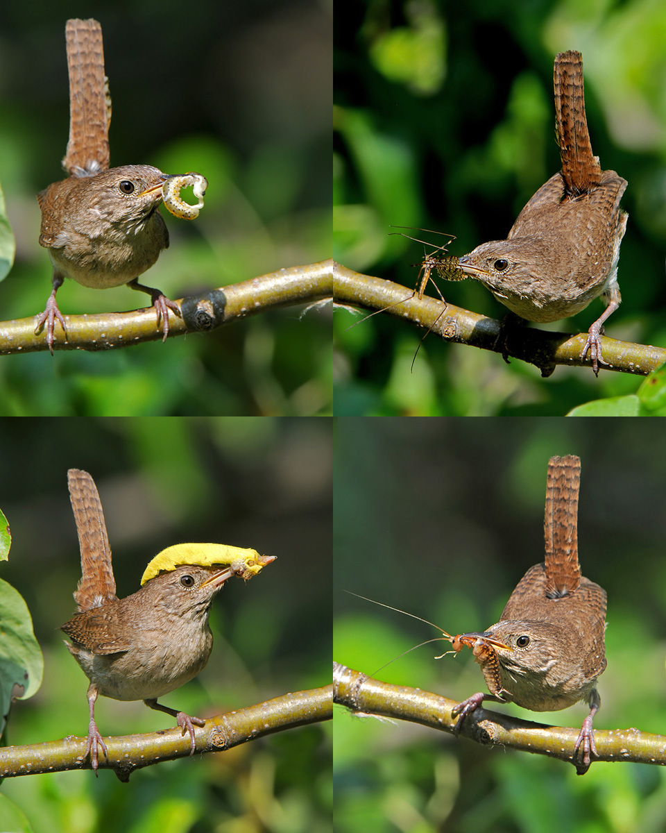 House Wren Quadtych