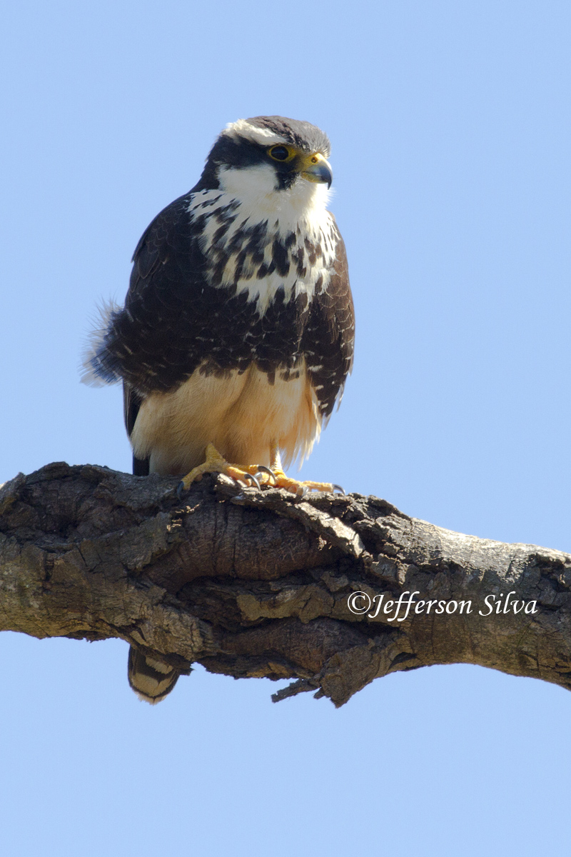 Aplomado Falcon
