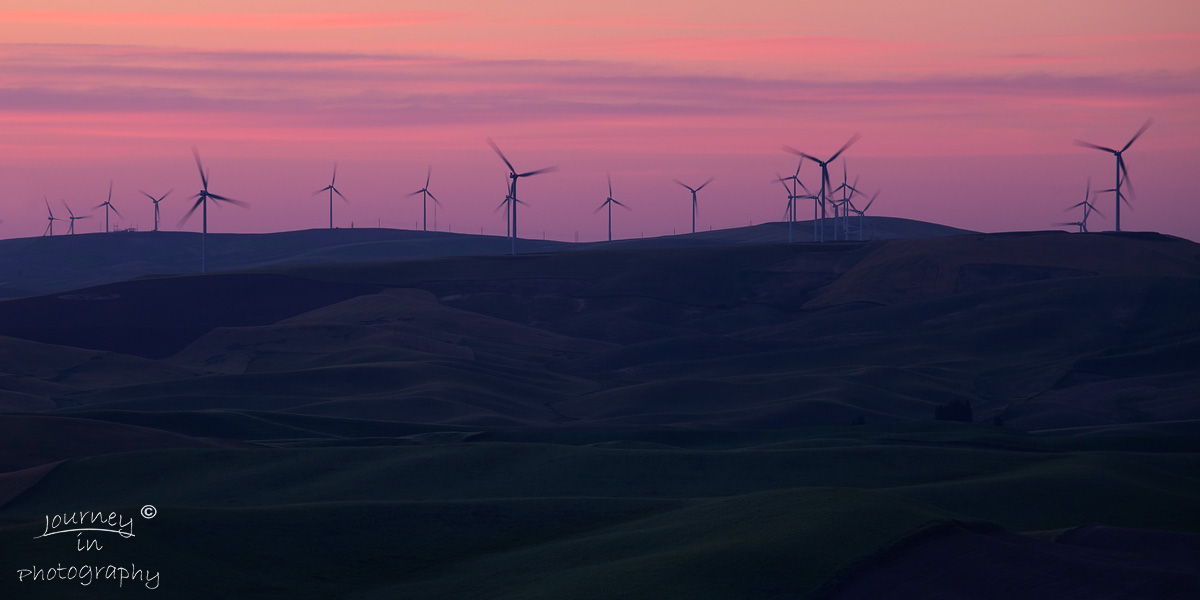 Pink Wind Mills