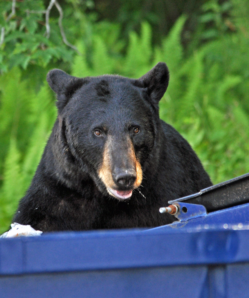 Dumpster Diver II