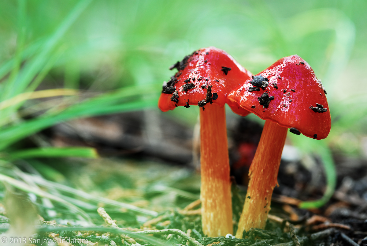 Really Red Mushrooms
