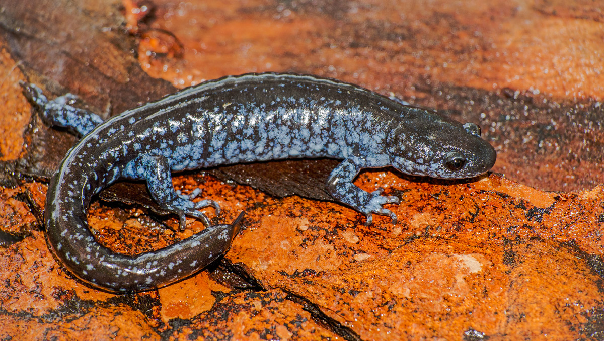 Blue Spotted Salamander