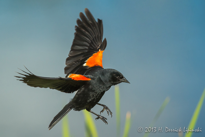 Red-winged Blackbird