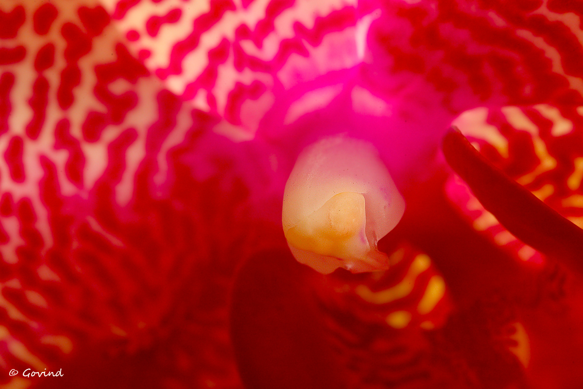 Orchid close-up