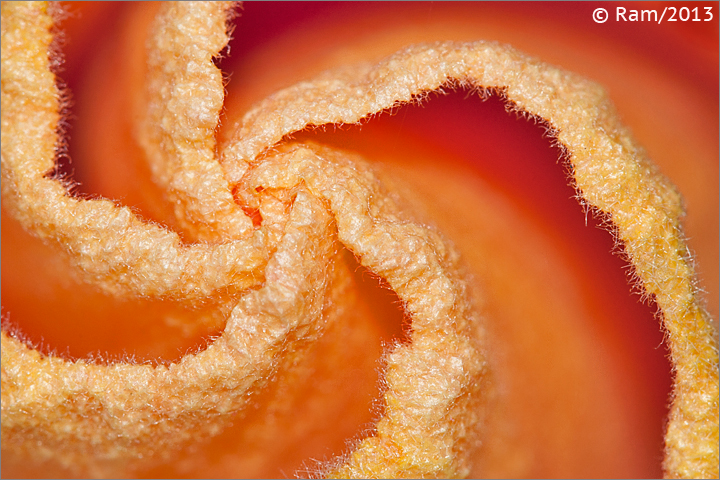 Hibiscus Bud Swirls