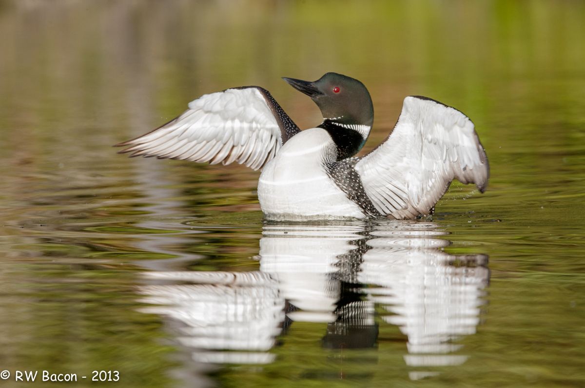Loon Wing Flap