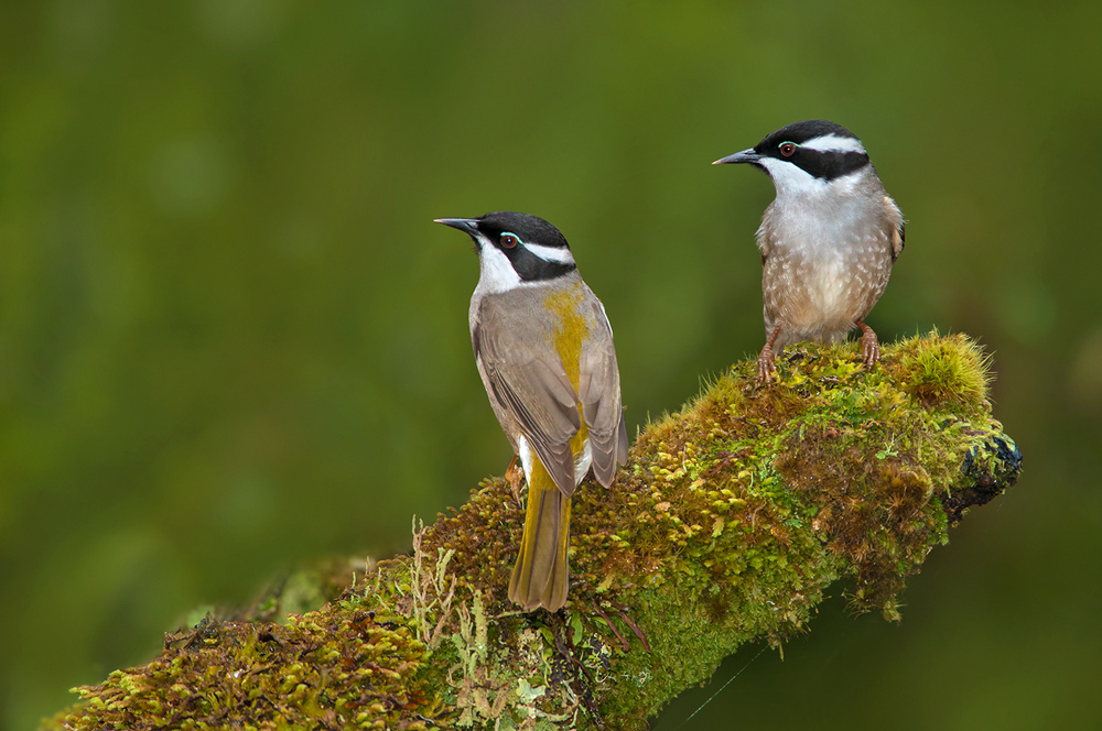 Strong-billed Honeyeater