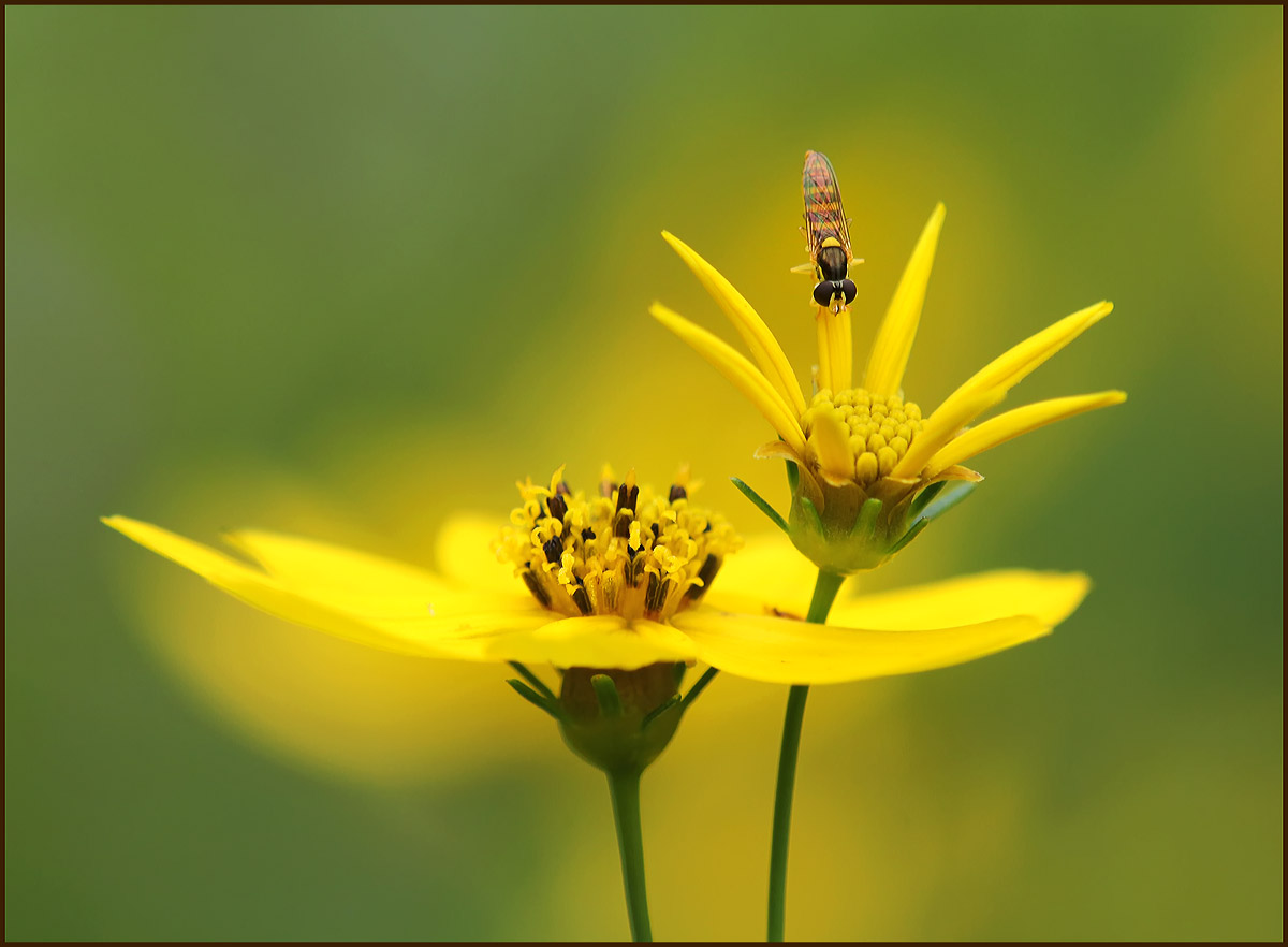 Coreopsis + hoverfly