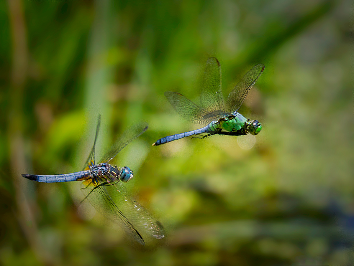 Dragonfly Chase