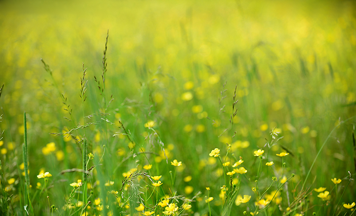   Golden  Buttercups
