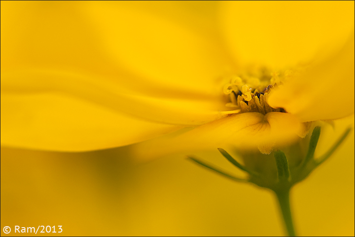 Coreopsis