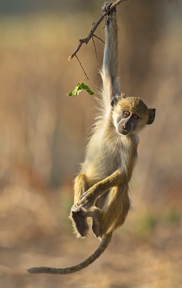 Just Hanging Around