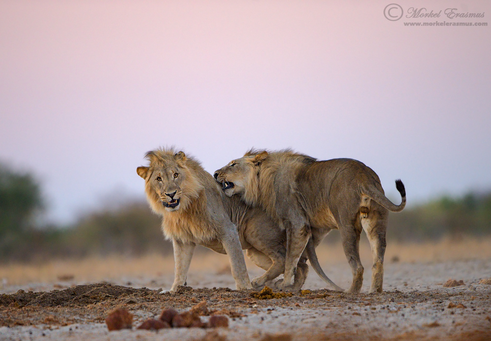 I've got your back