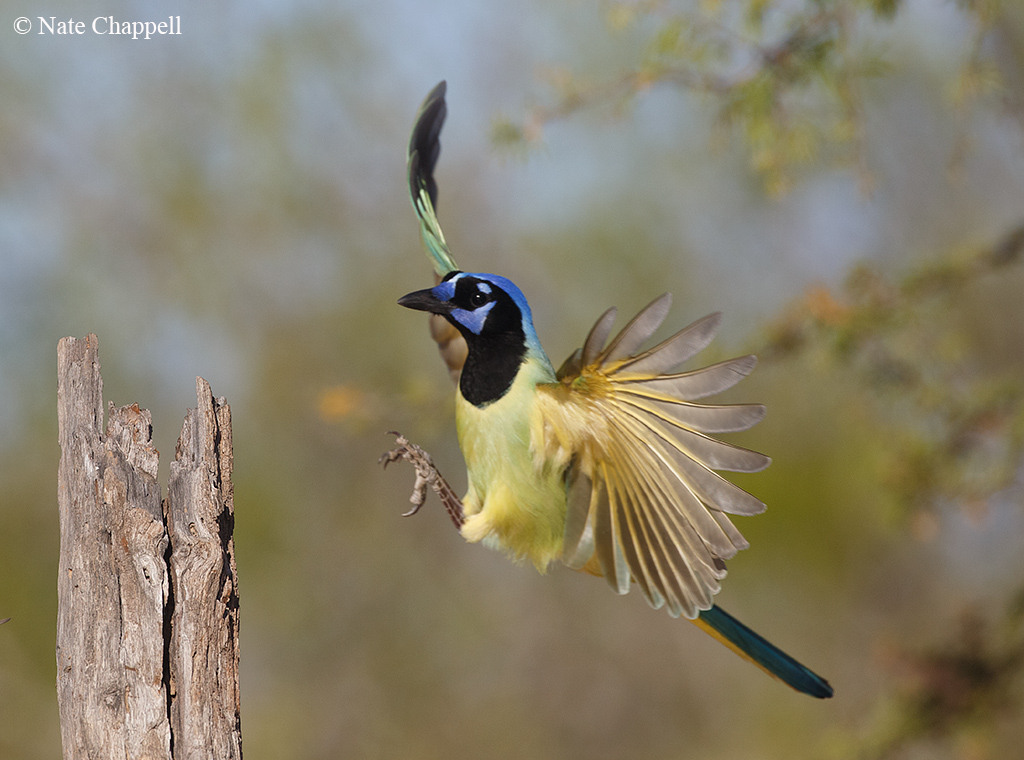 Green Jay
