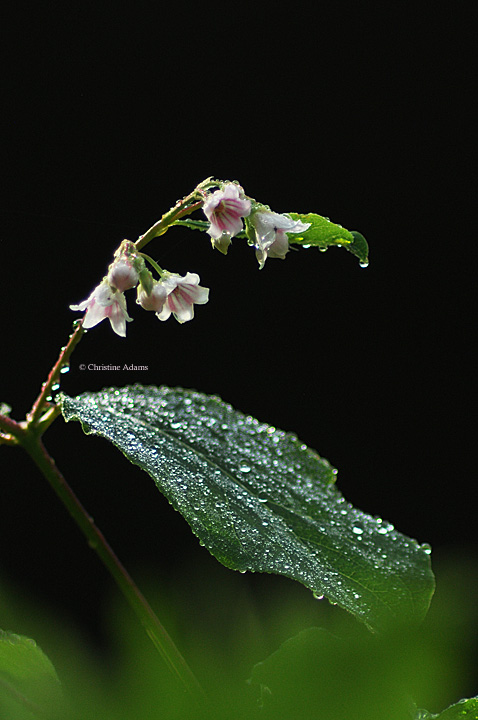 Spreading Dogbane, repost