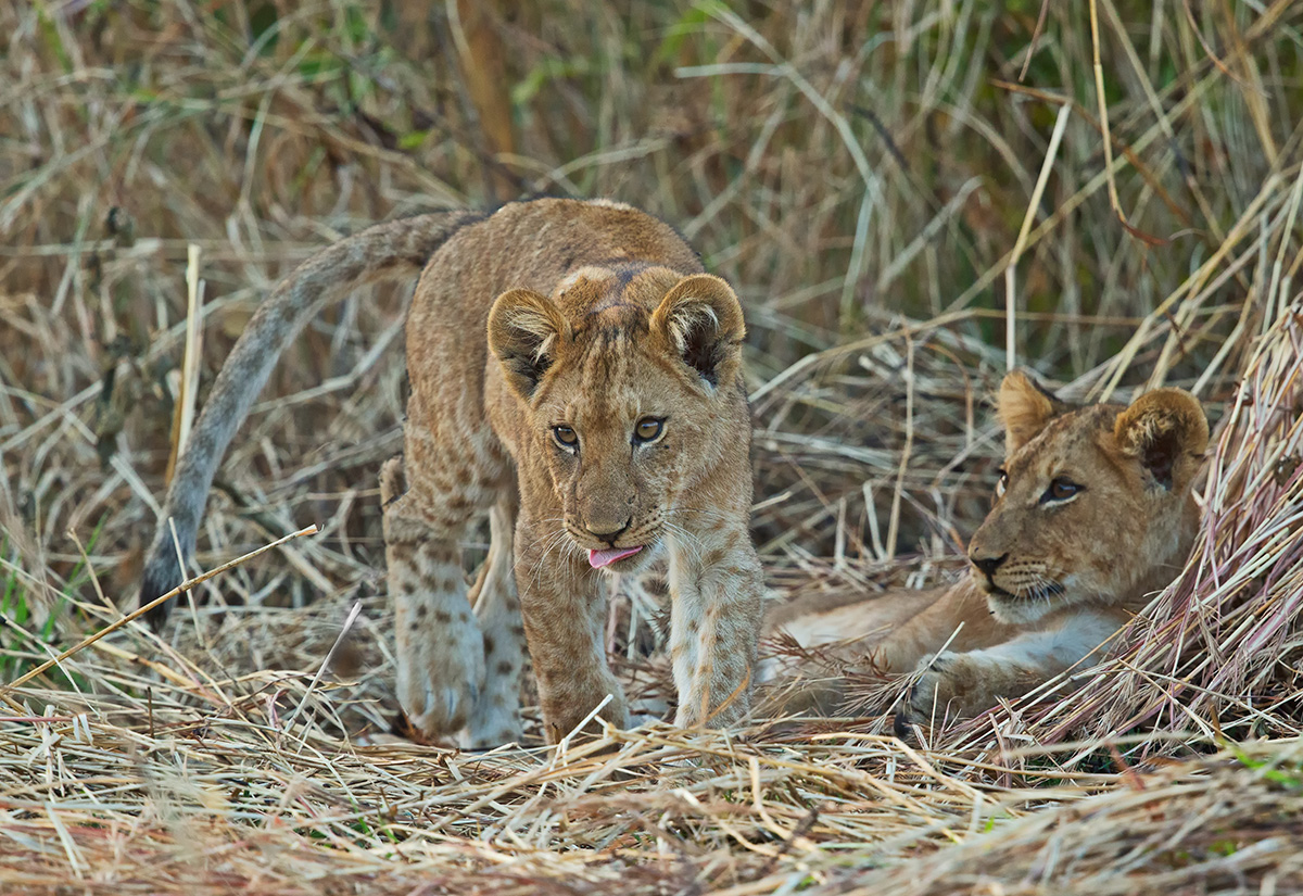 Twilight Lion Cub