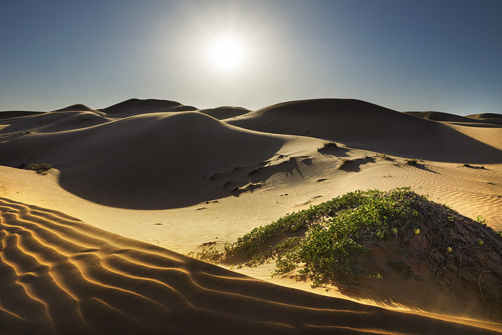 Life in Desert