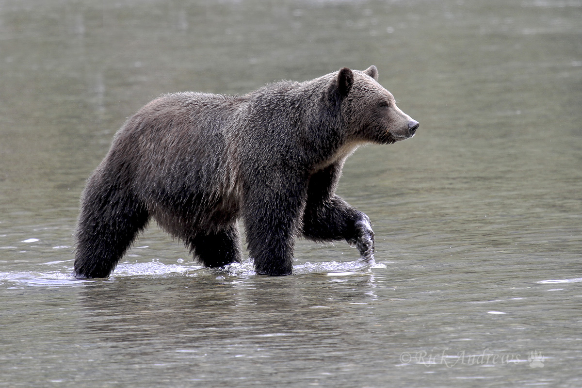 Wading In