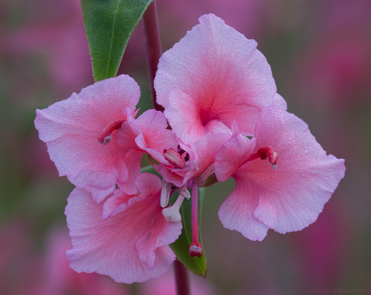 Elegant Clarkia