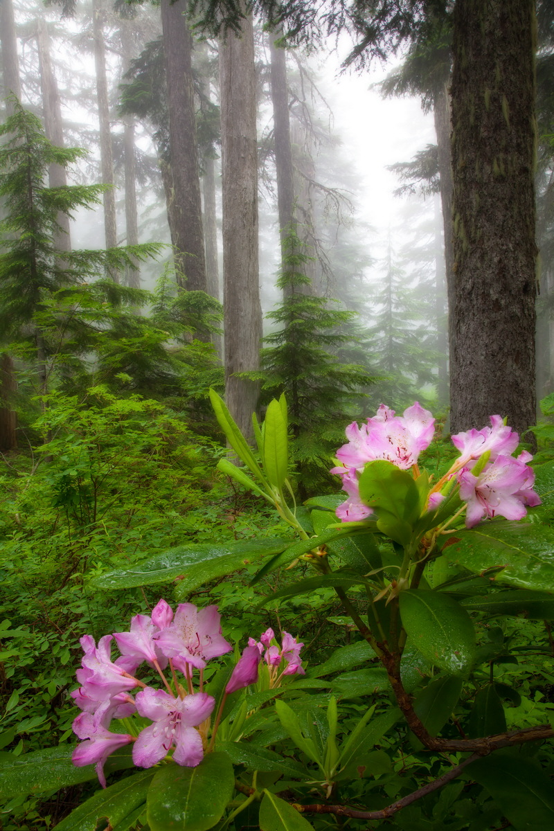 Mt Hood Rhodies