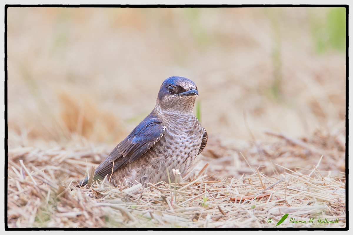 Purple Martin