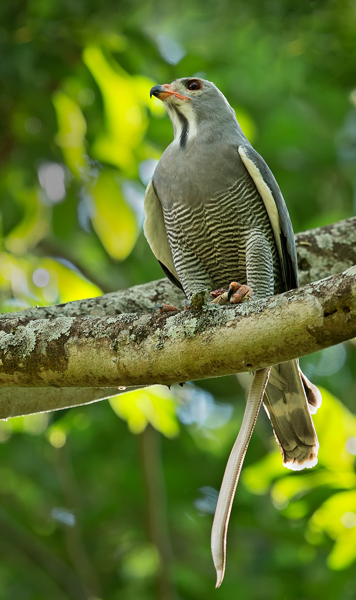 Lizzard Buzzard
