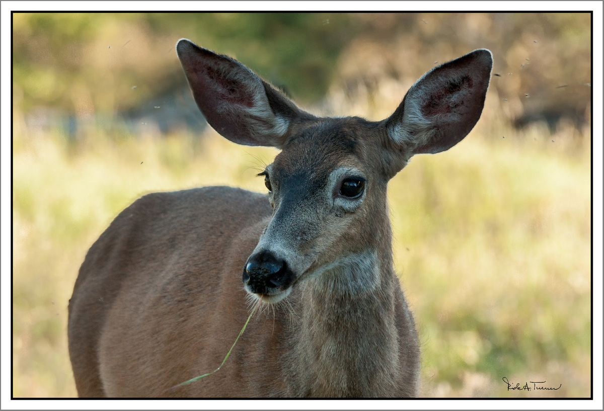 What Big Ears You Have