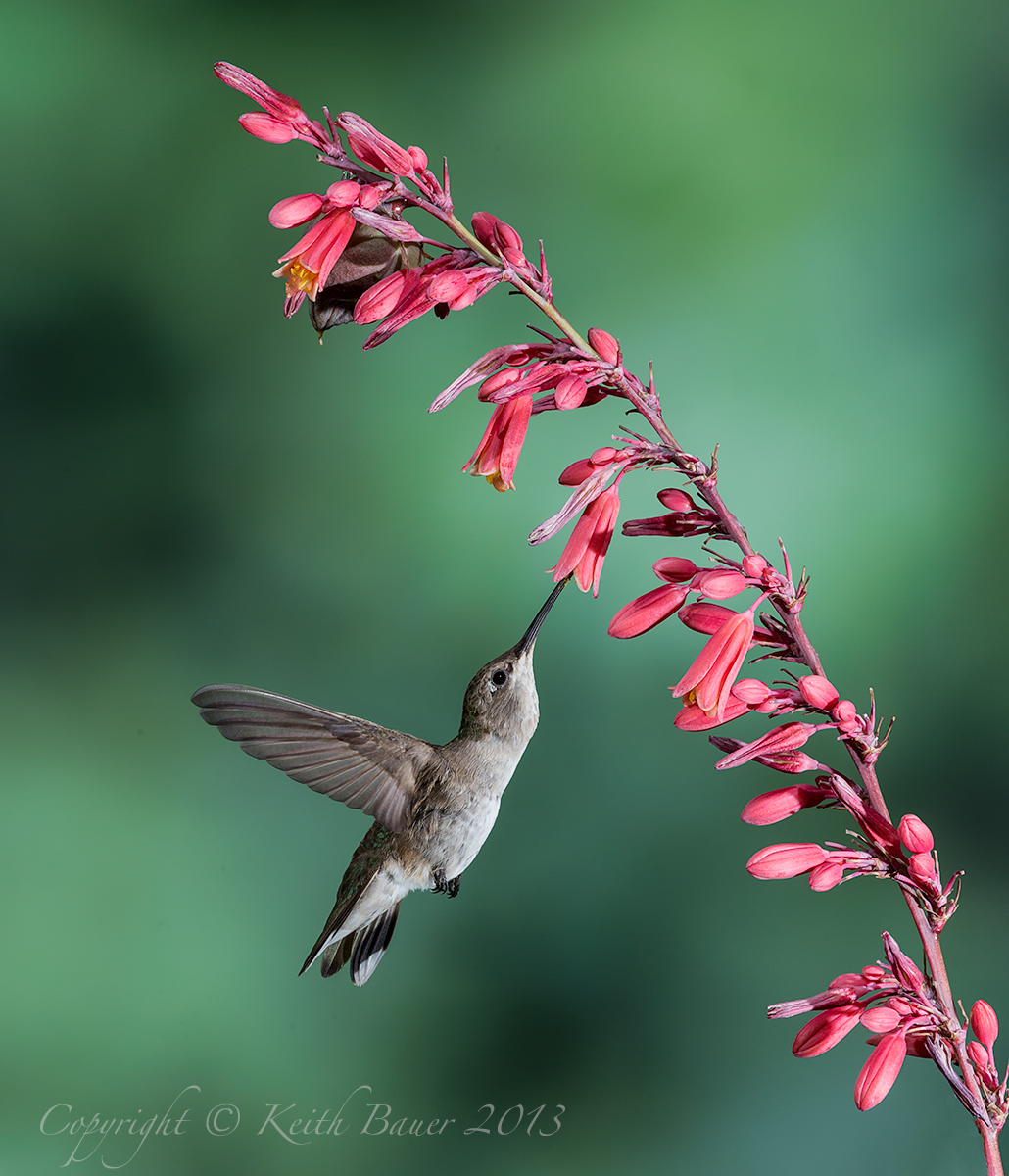 Hummer