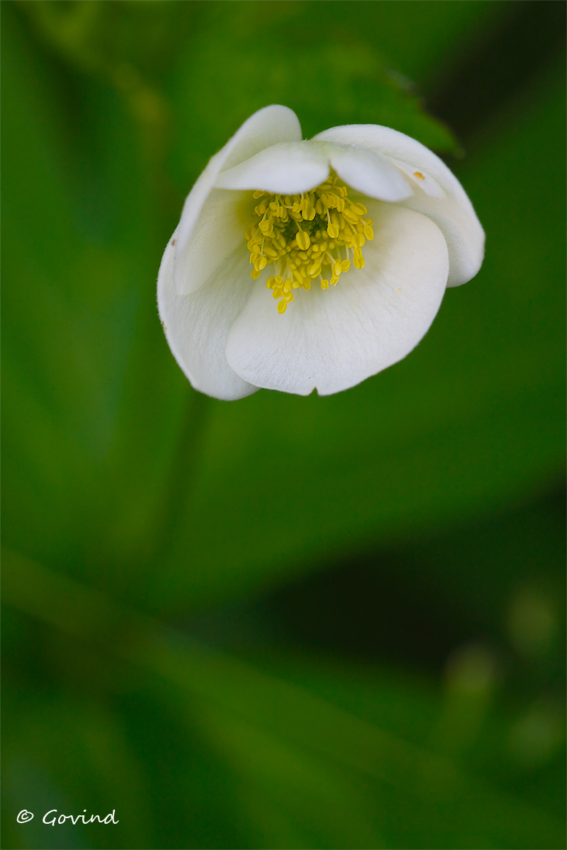 Canada Anemone