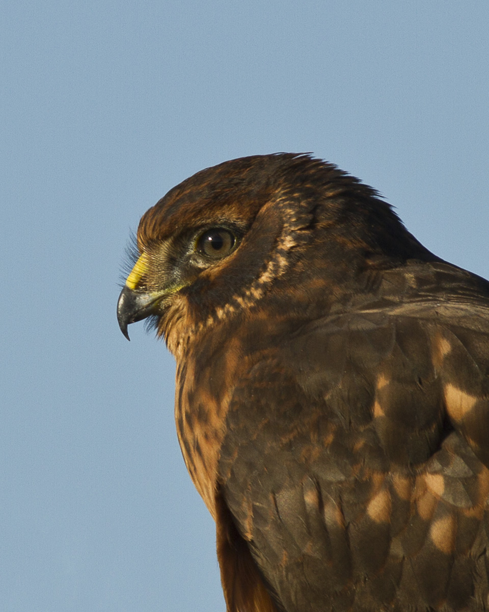 Northern Harrier