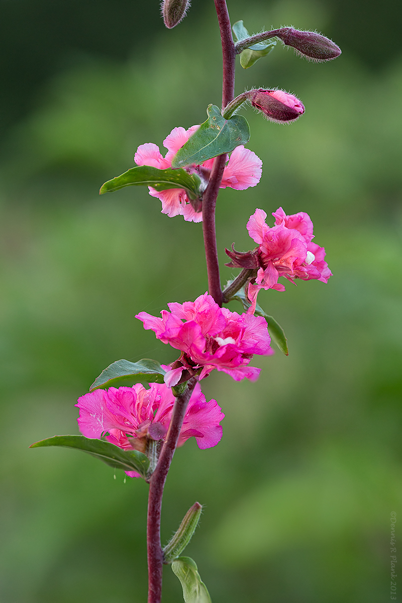 Another Clarkia view