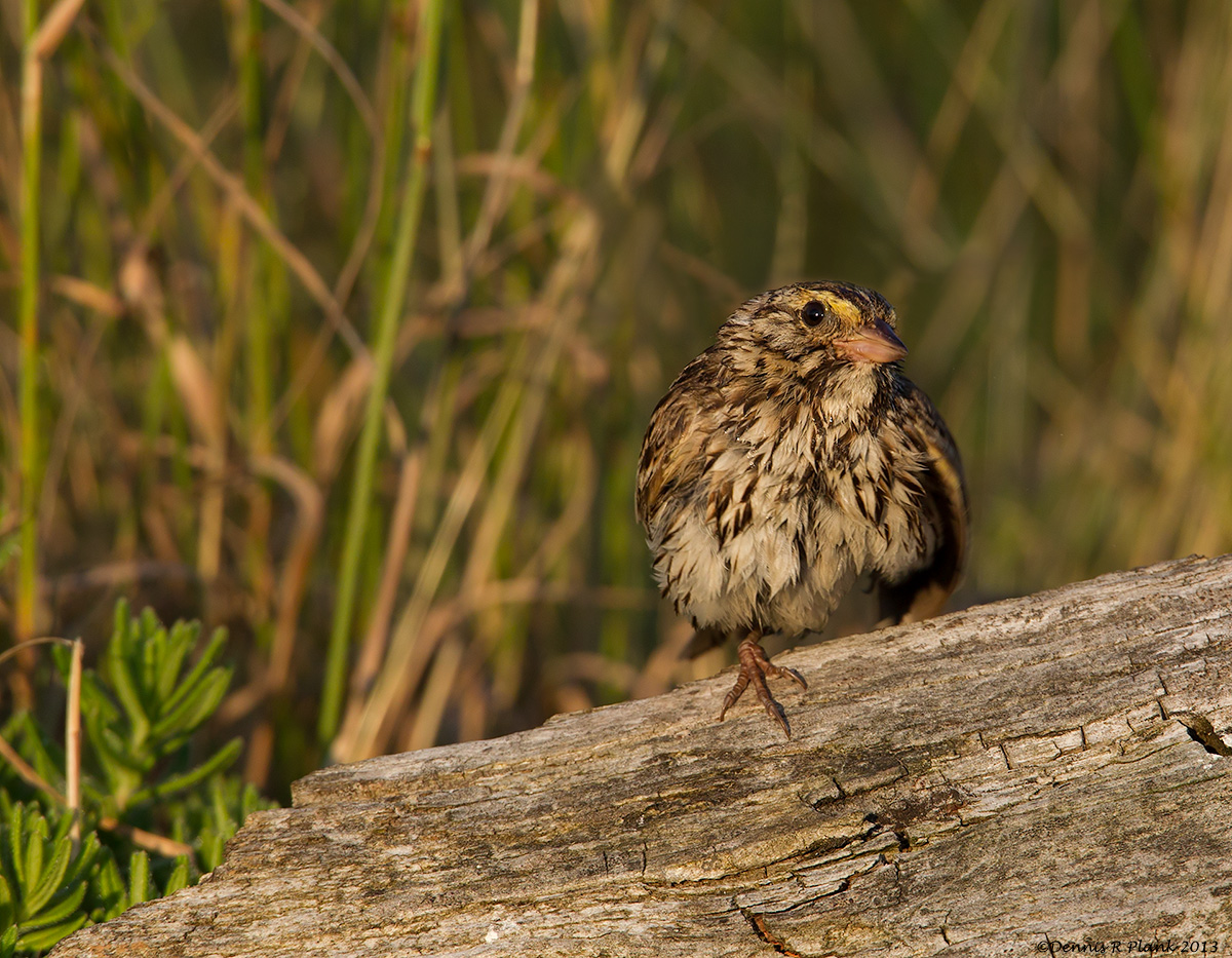Savannah Sparrow