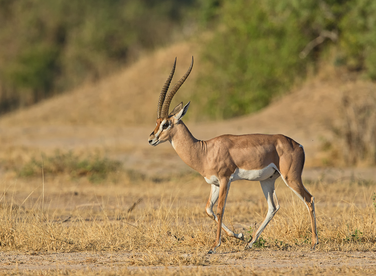 Grants Gazelle