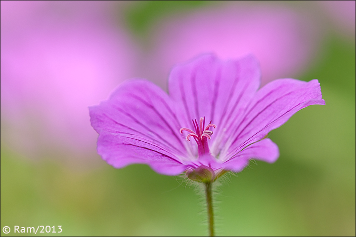Humble Geranium