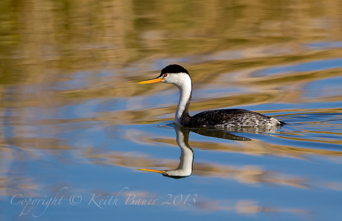 Western Grebe