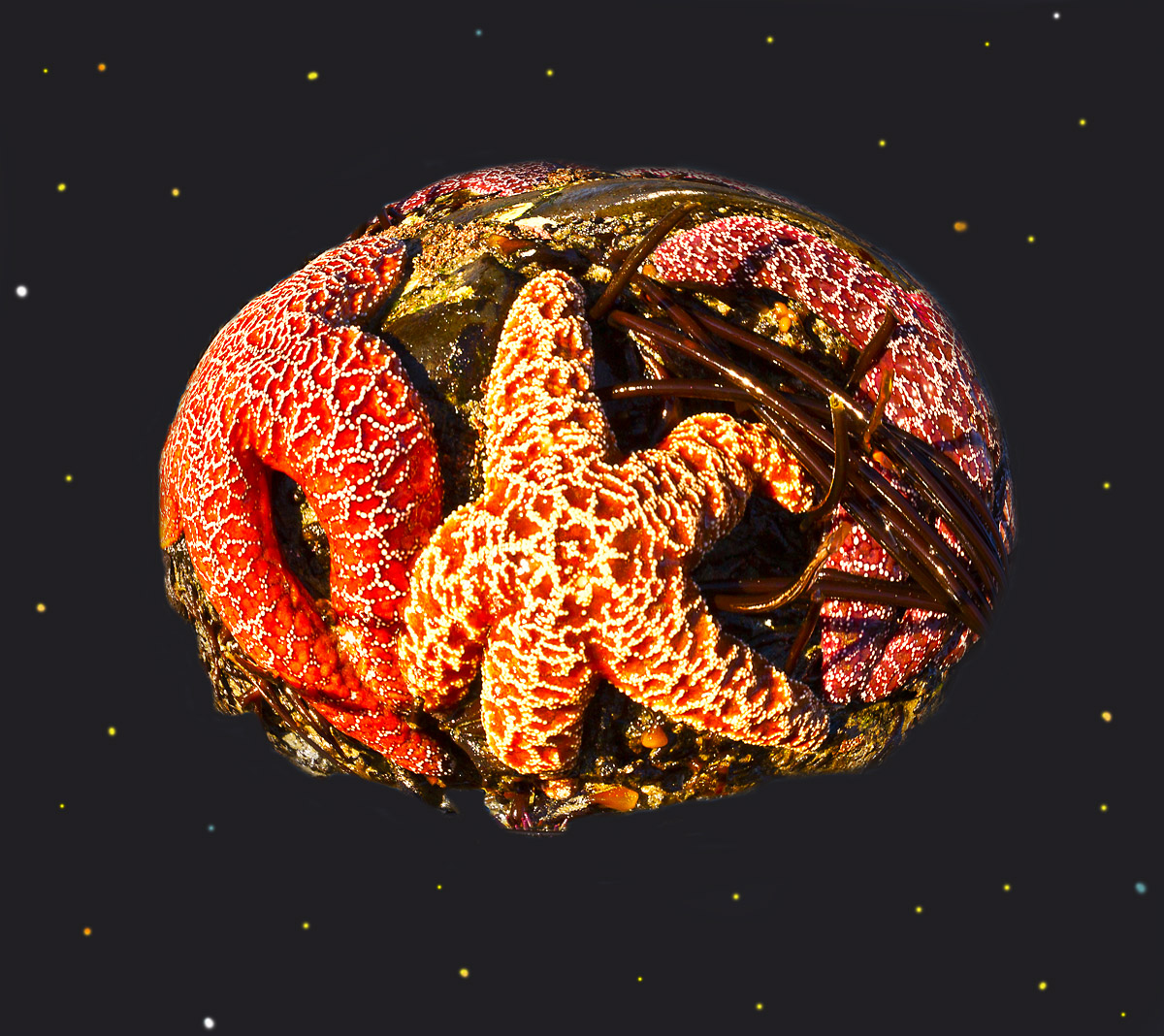 Starfish in the Void