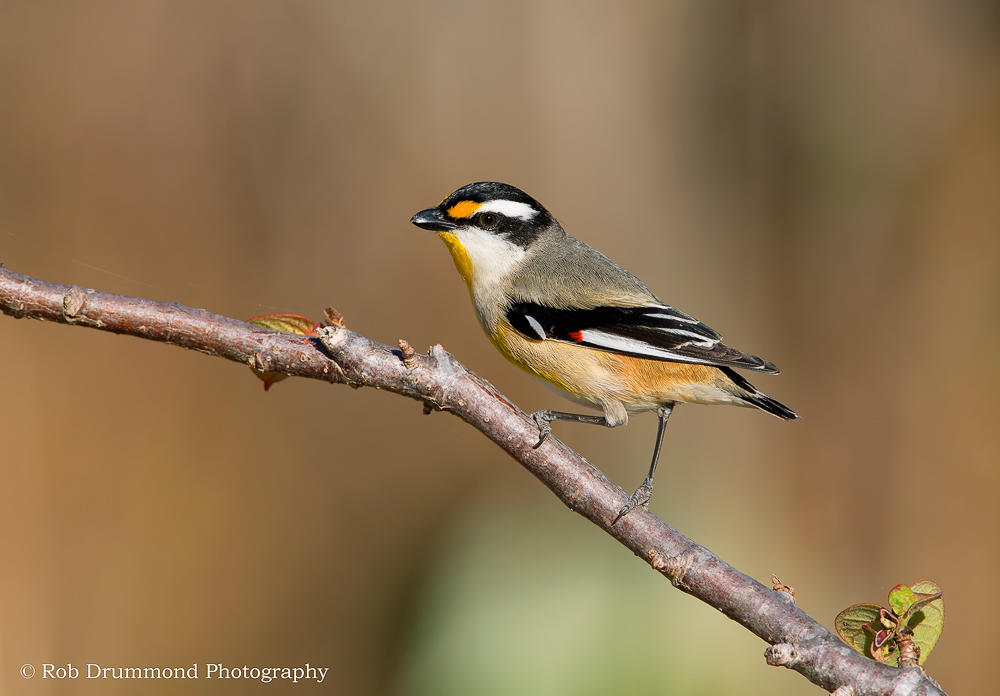 Striated Pardalote