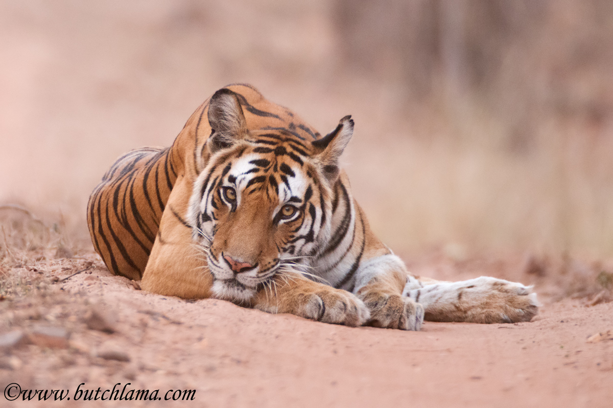 Tigress Stare Down