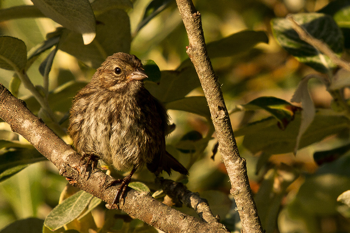 Song Sparrow