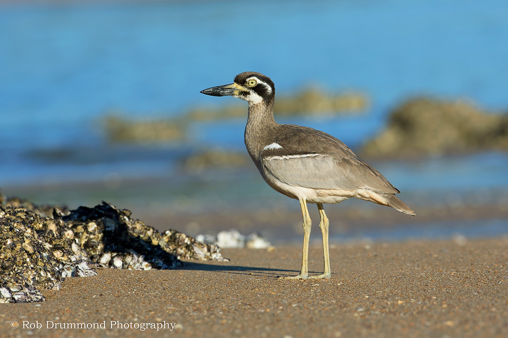 Beach Stone-curlew
