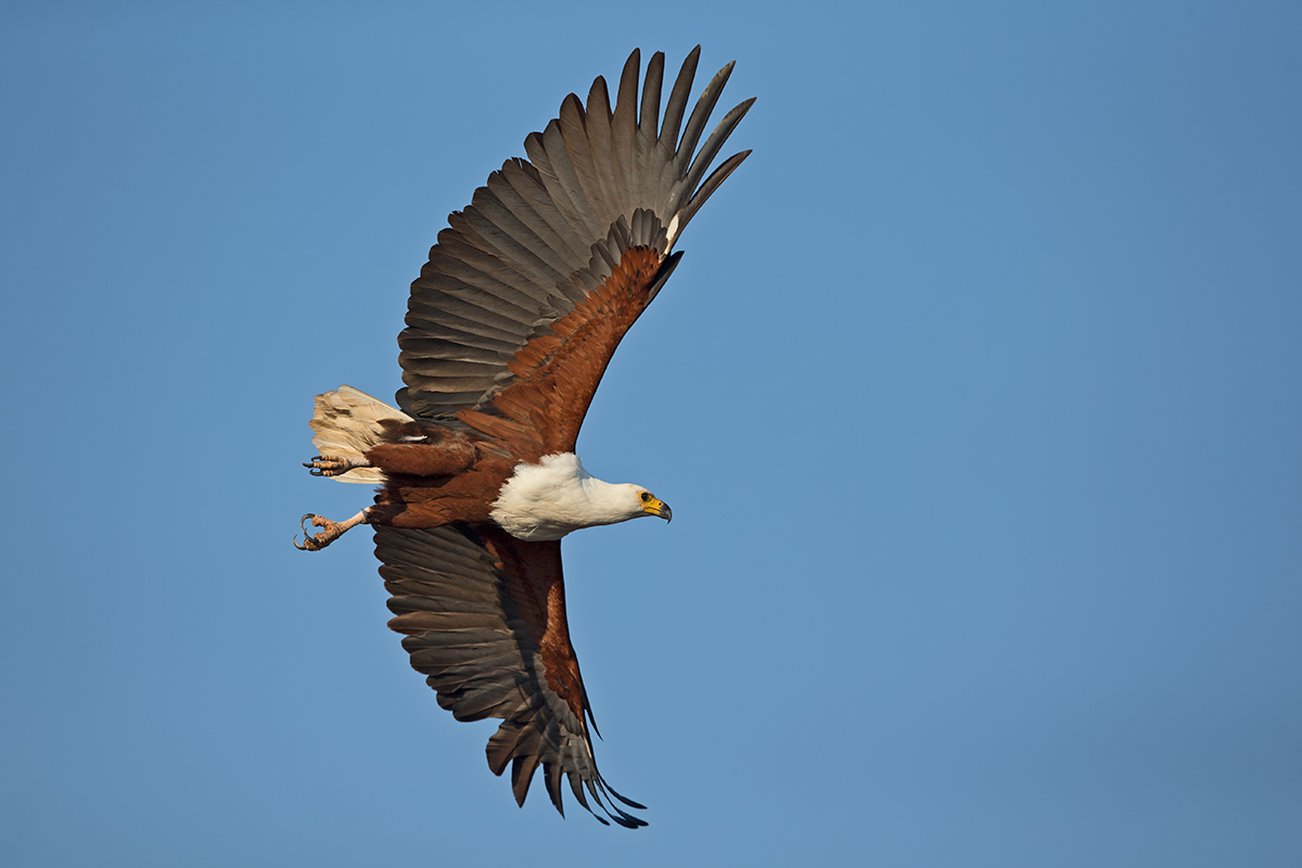 Fish Eagle