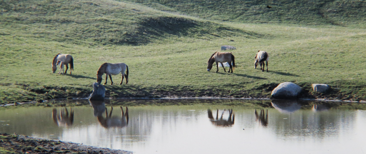 Przewalski's Horse  (C)