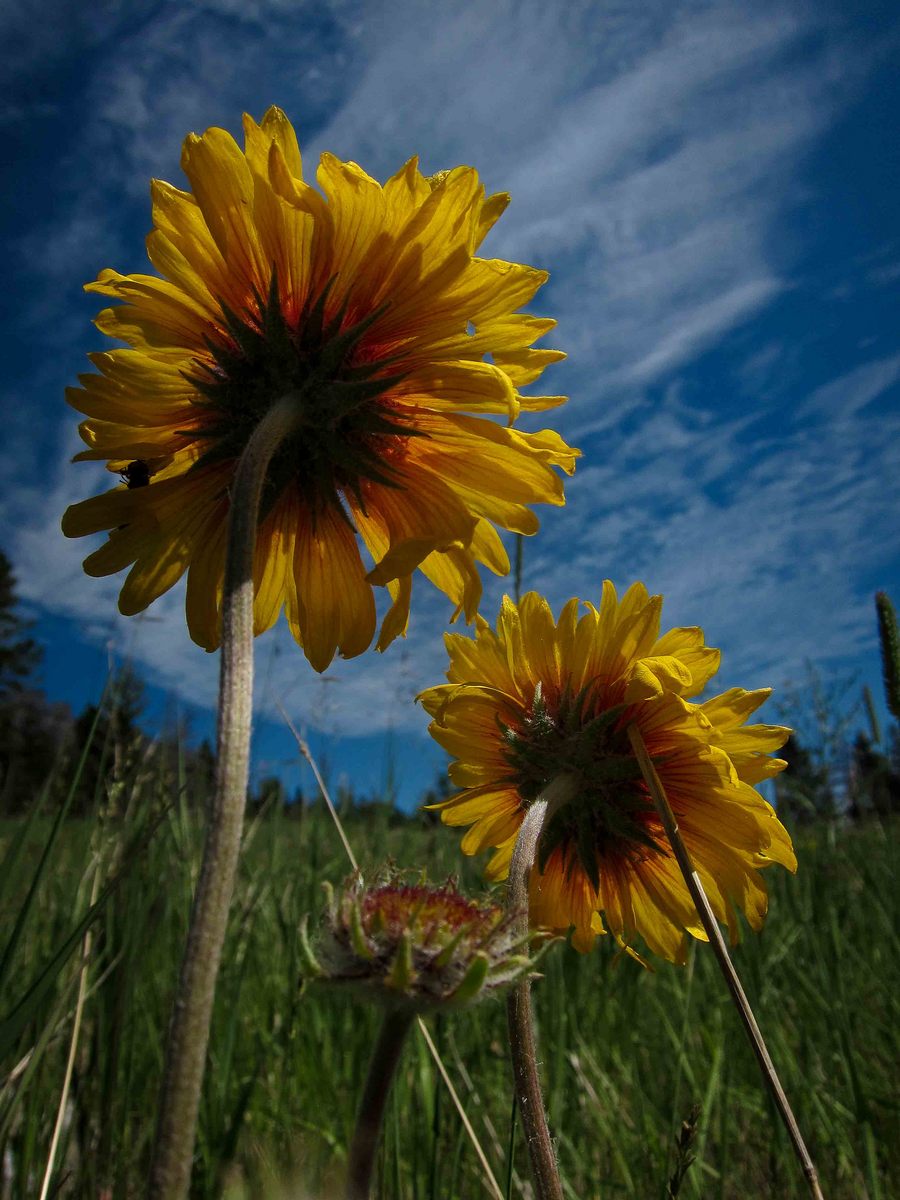 Sunflower View