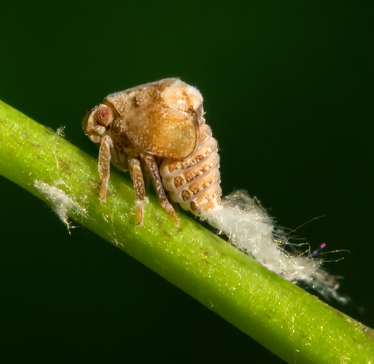Planthopper nymph