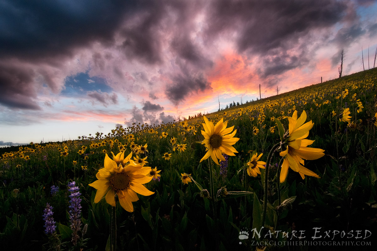 Field Of Dreams w/Repost