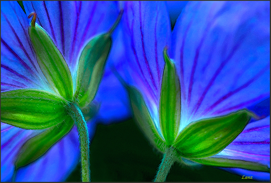 Geraniums PA