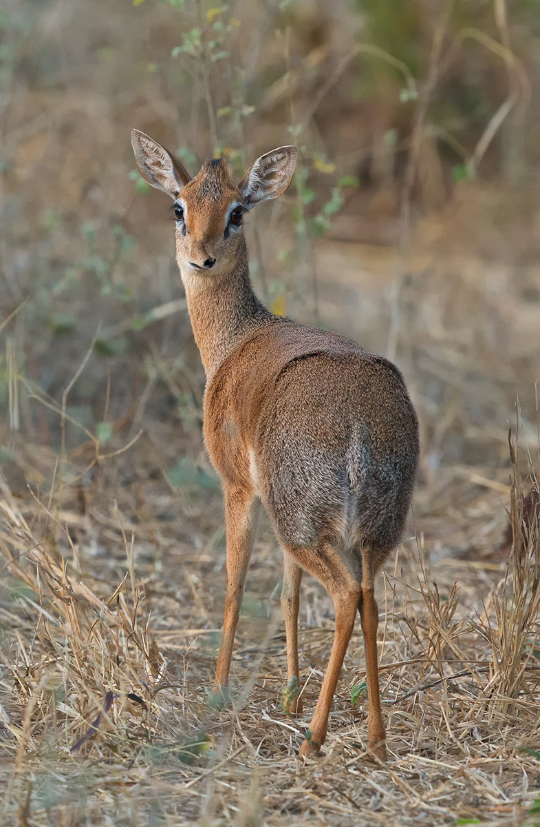 Dikdik