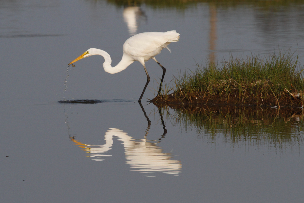 Great Egret