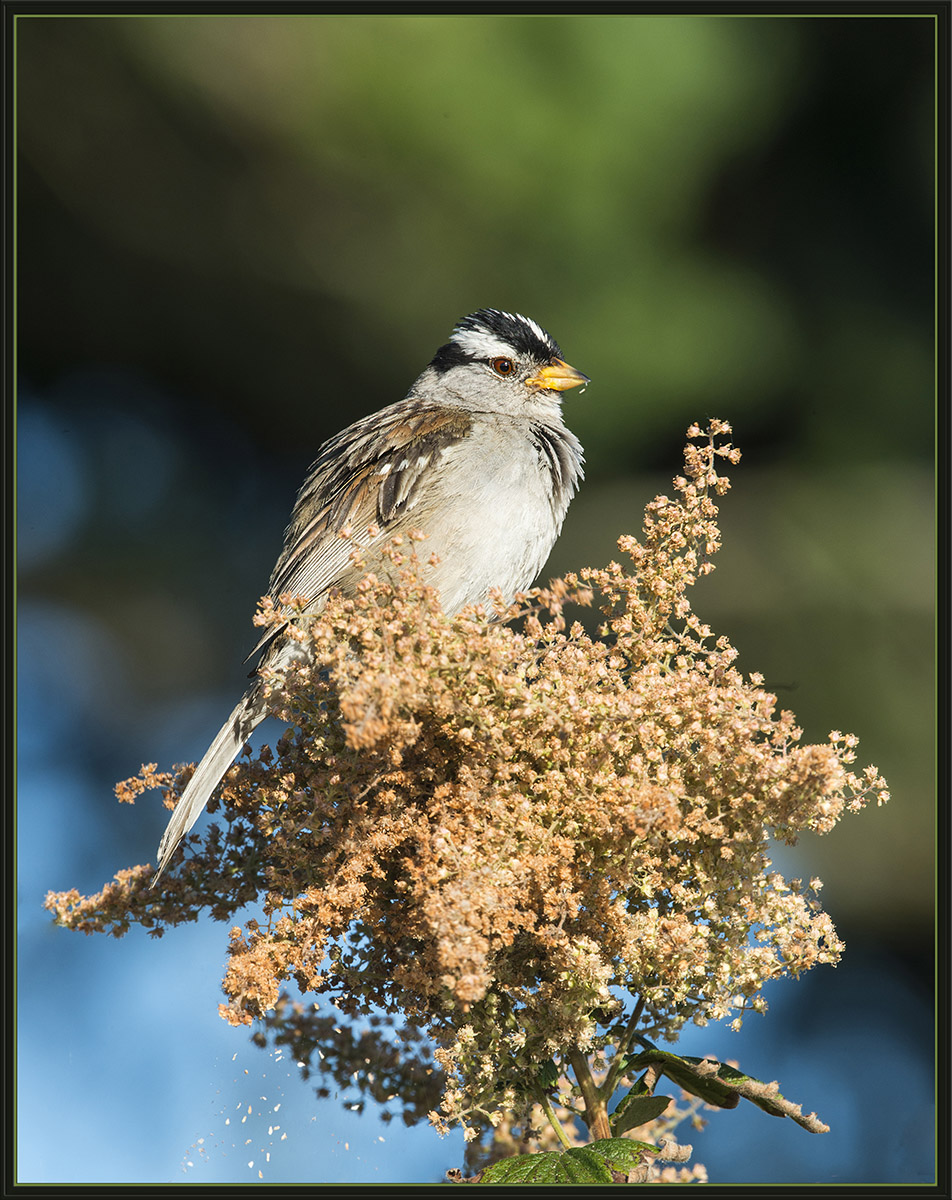 White-Crowned Sparrow